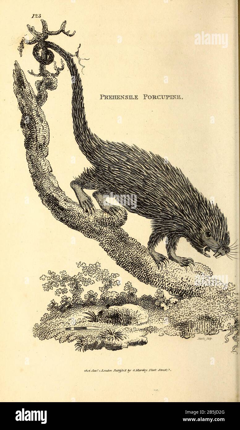 Prehensile Porcupine from General zoology, or, Systematic natural history Vol 2 Mammalia, by Shaw, George, 1751-1813; Stephens, James Francis, 1792-1853; Heath, Charles, 1785-1848, engraver; Griffith, Mrs., engraver; Chappelow. Copperplate Printed in London in 1801 by G. Kearsley Stock Photo