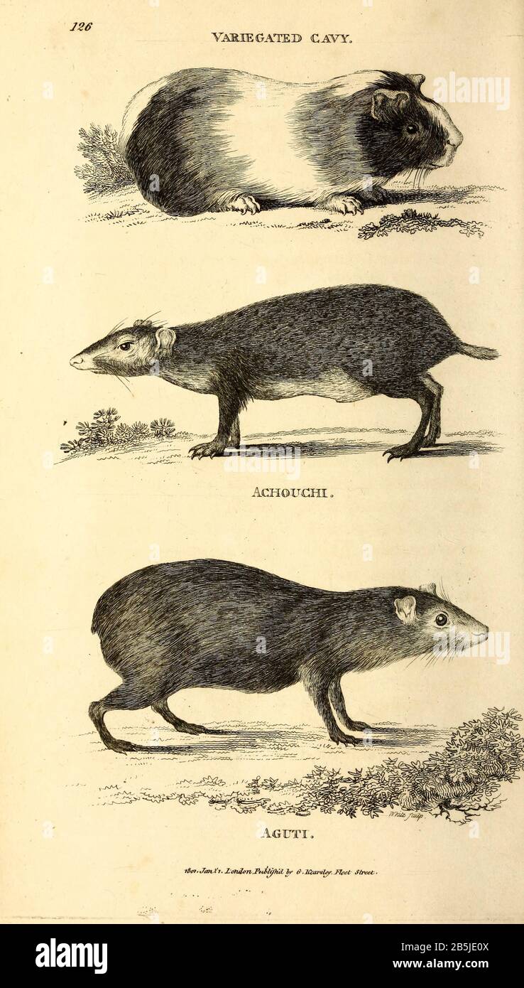 rodent and rodents from General zoology, or, Systematic natural history Vol 2 Mammalia, by Shaw, George, 1751-1813; Stephens, James Francis, 1792-1853; Heath, Charles, 1785-1848, engraver; Griffith, Mrs., engraver; Chappelow. Copperplate Printed in London in 1801 by G. Kearsley Stock Photo