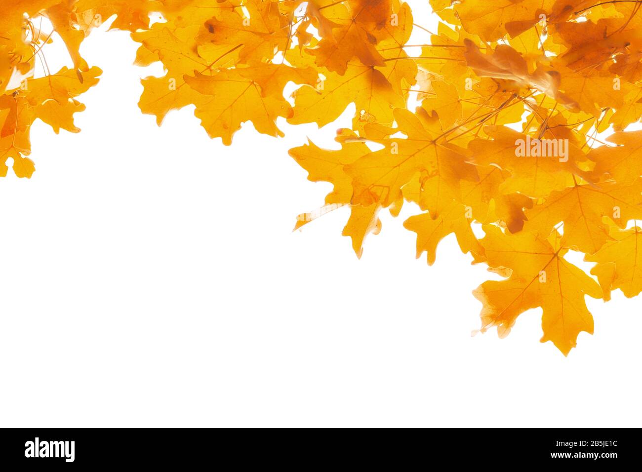 Border frame of colorful autumn leaves maple isolated on white ...