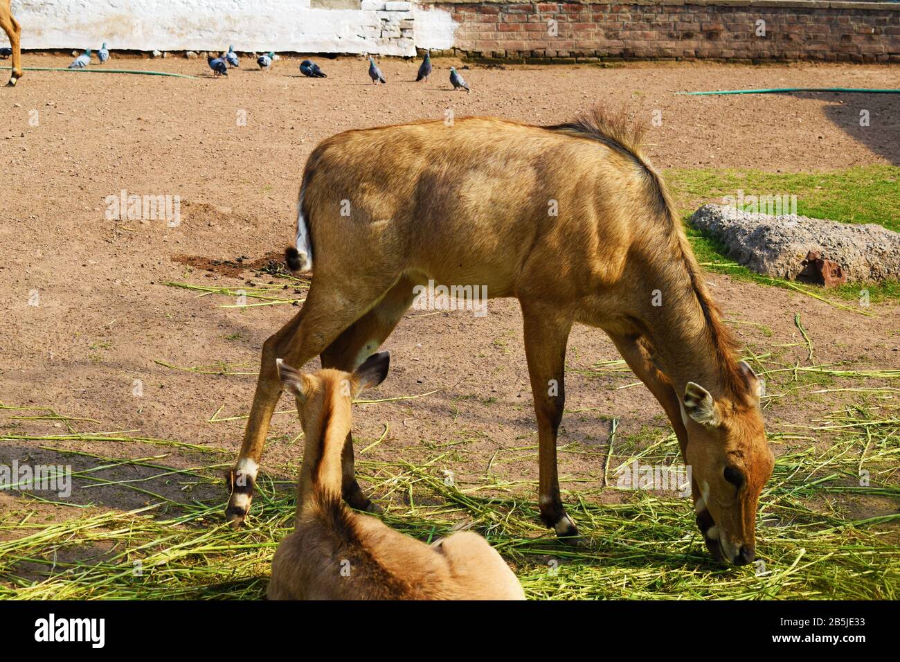 Animals in zoo hi-res stock photography and images - Alamy