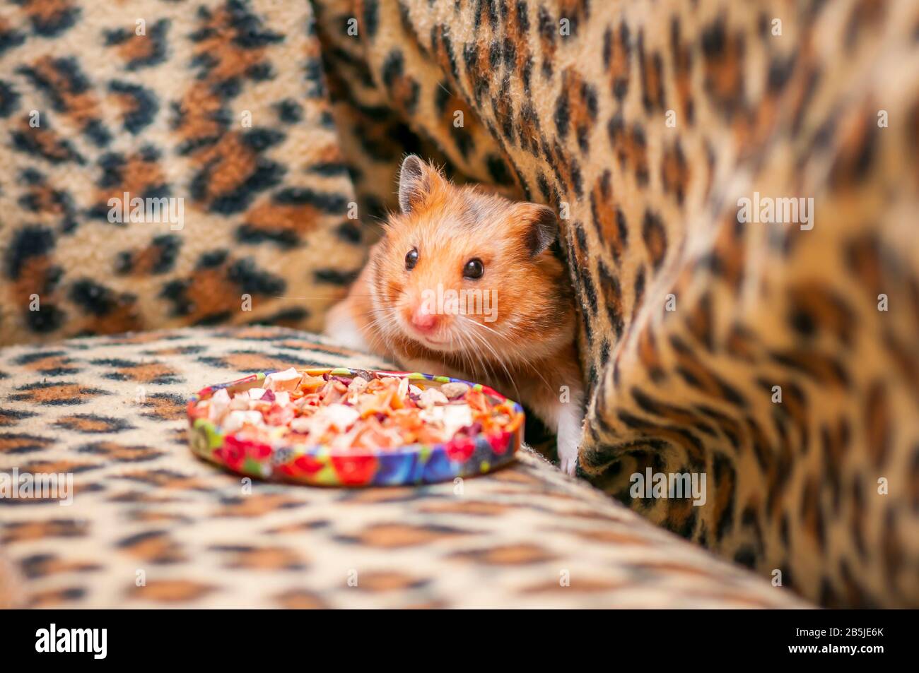 Syrian hamster (Mesocricetus auratus) Golden hamster Stock Photo