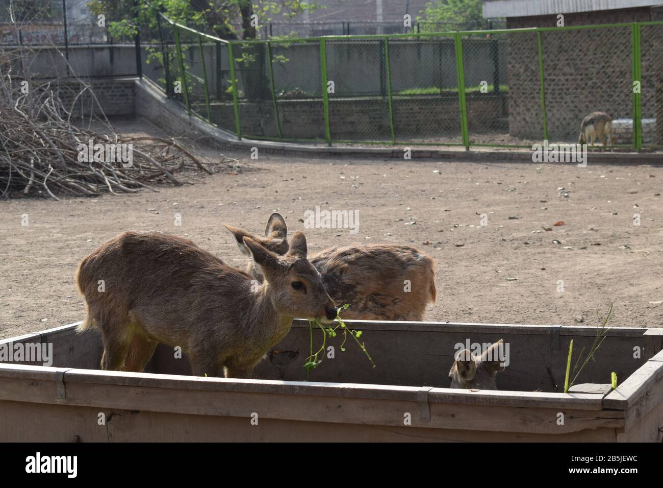 deer eating in zoo Stock Photo - Alamy