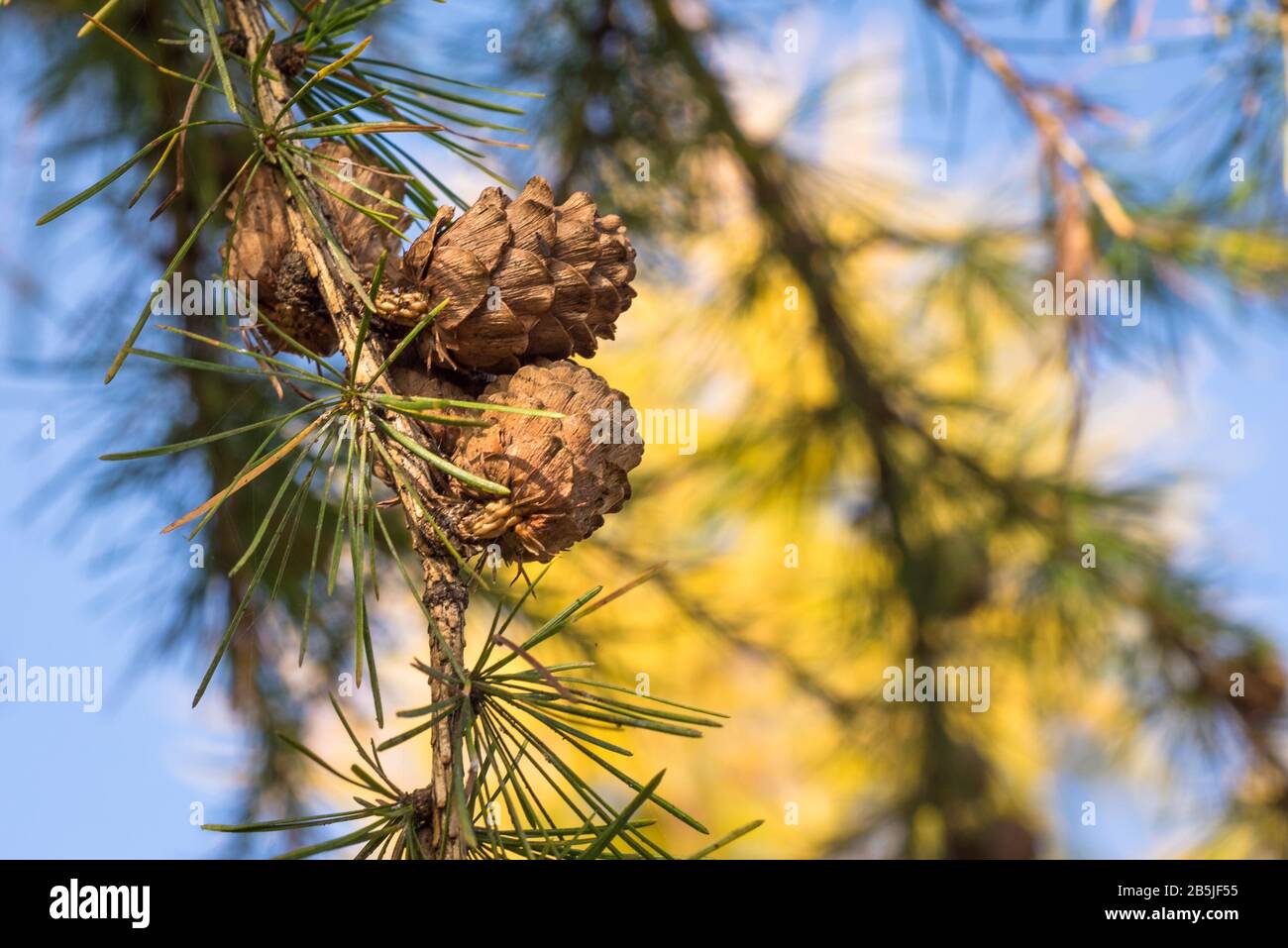 Detailed image of cones of Larix decidua (European Larch) in a forest Stock Photo