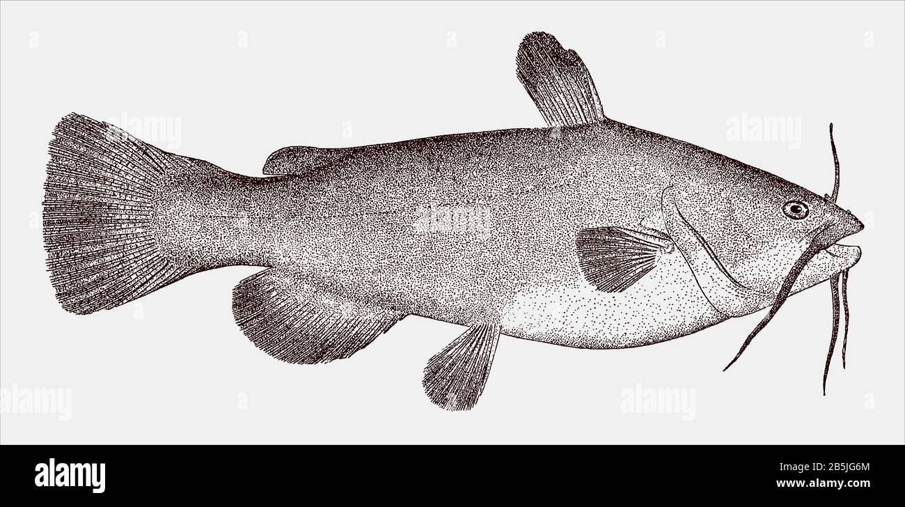 Black bullhead catfish, ameiurus melas, a fish from the central united states in side view Stock Vector