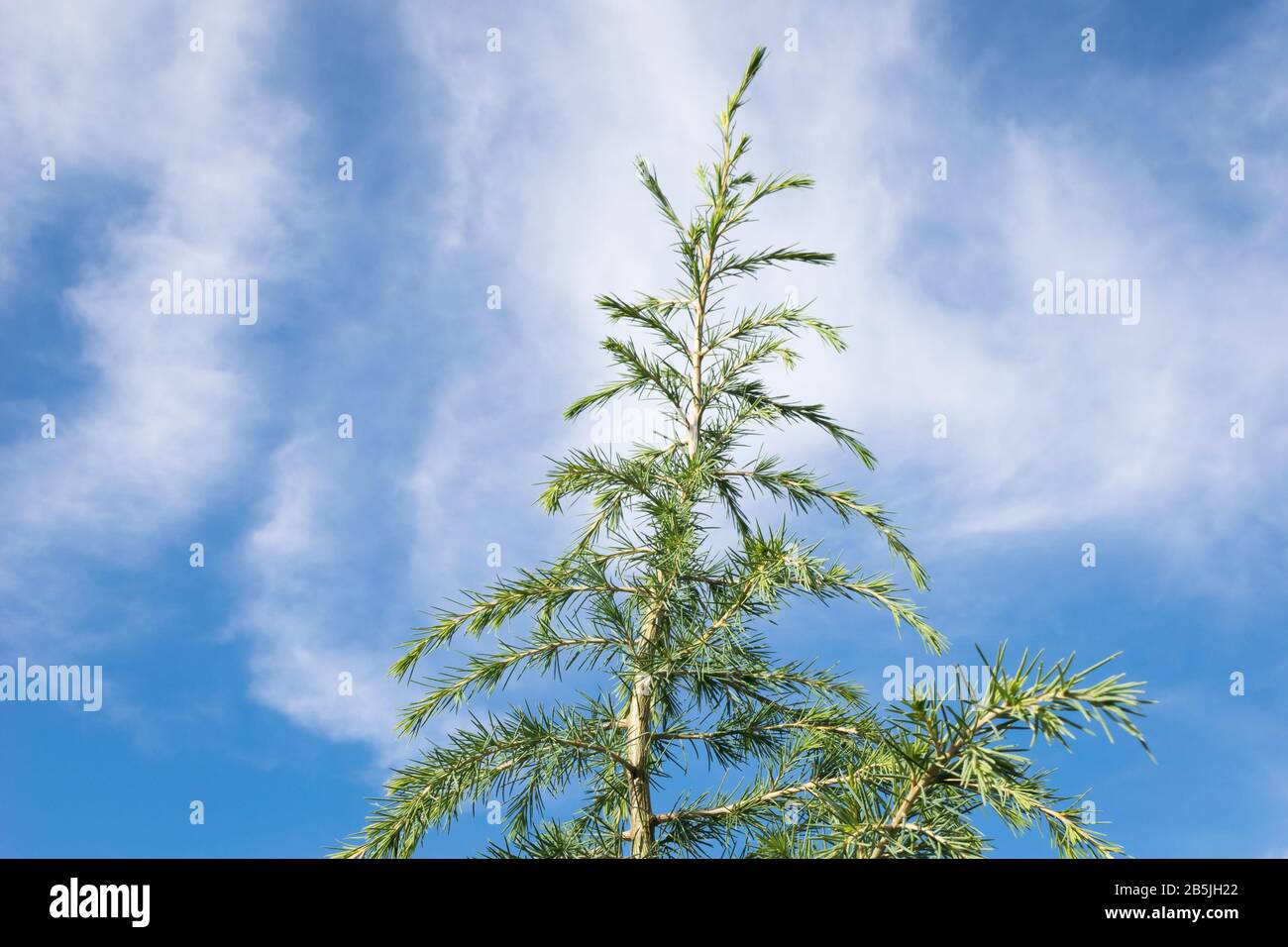 Close up of the top and upper branches of Cedrus deodara (Deodar cedar) Stock Photo