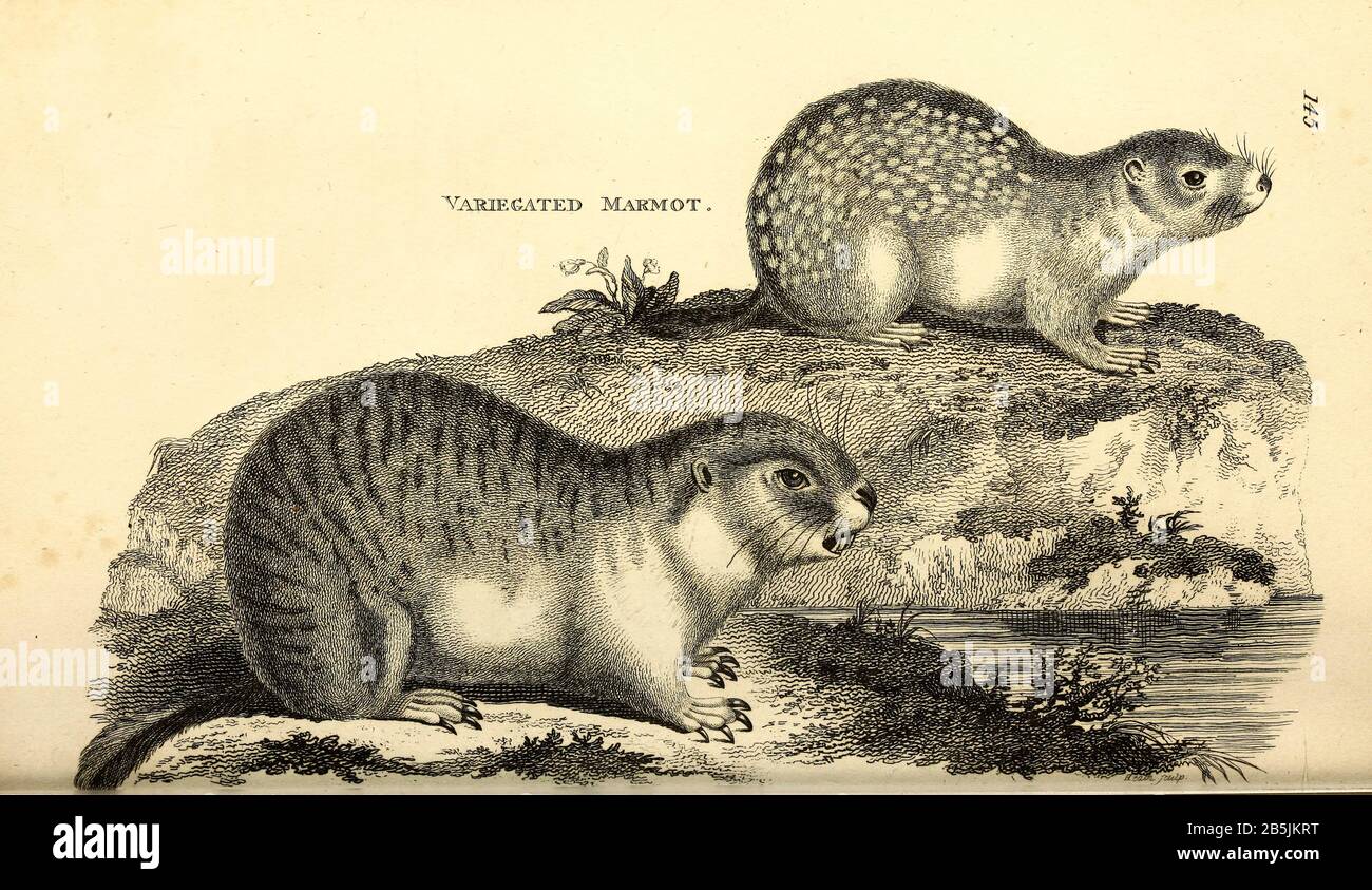 Marmot from General zoology, or, Systematic natural history Vol 2 Mammalia, by Shaw, George, 1751-1813; Stephens, James Francis, 1792-1853; Heath, Charles, 1785-1848, engraver; Griffith, Mrs., engraver; Chappelow. Copperplate Printed in London in 1801 by G. Kearsley Stock Photo