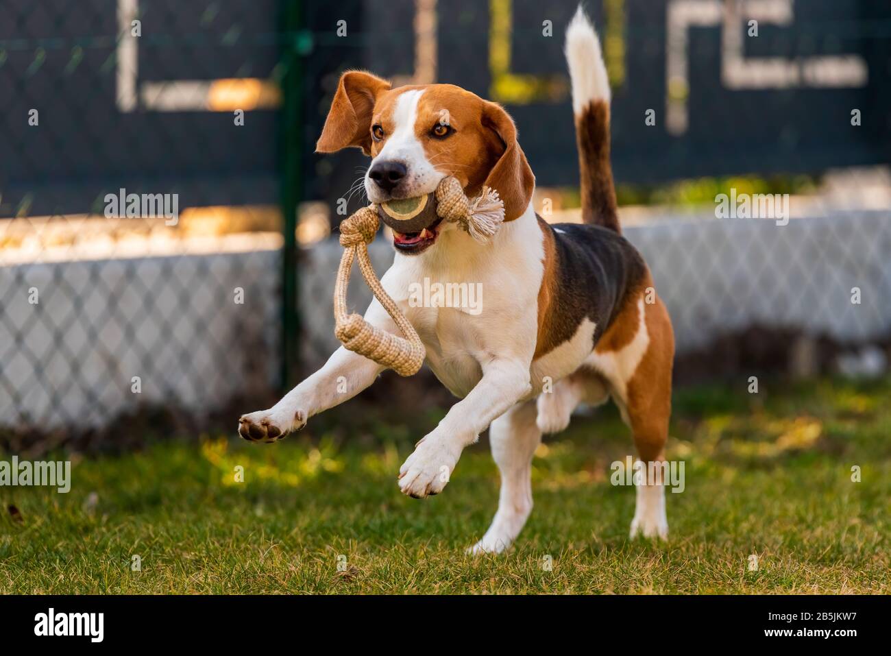 Happy beagle 2025