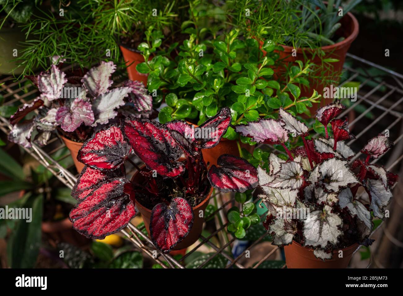 Colorful home plants on a shelf in a home greenhouse. Coleus bloom