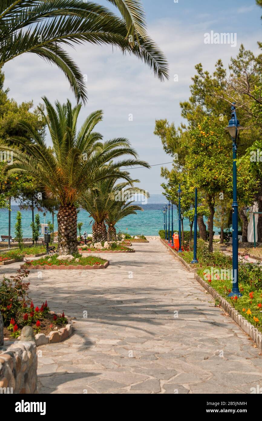 Chalkidiki or Halkidiki, path to sea. Park alley with palm trees and orange trees leads to the sea with clear turquoise water Stock Photo