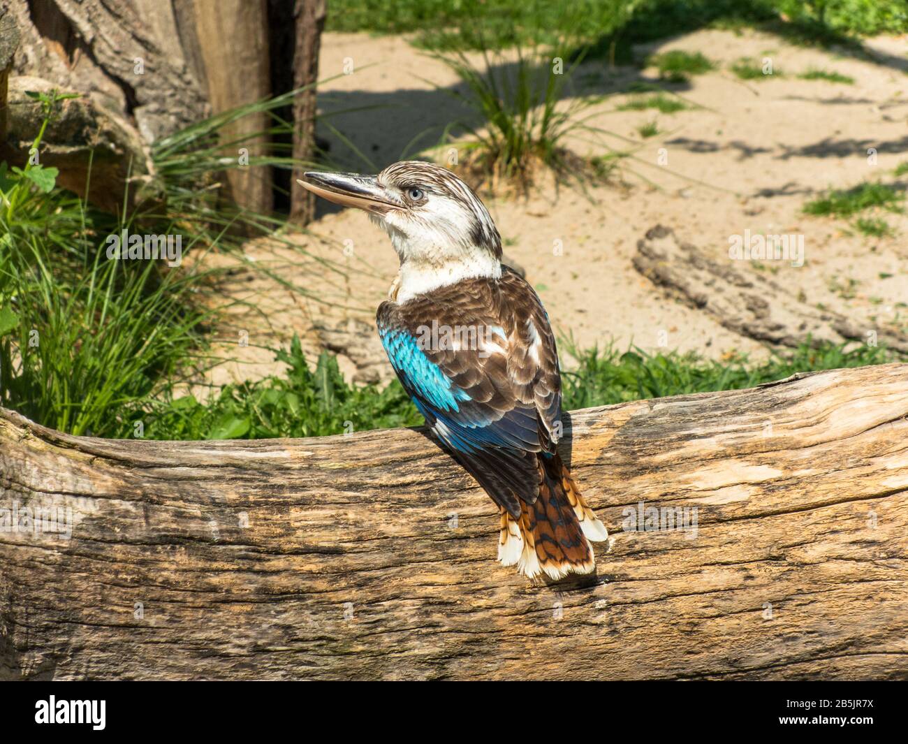 blue winged kookaburra standing on a log Stock Photo