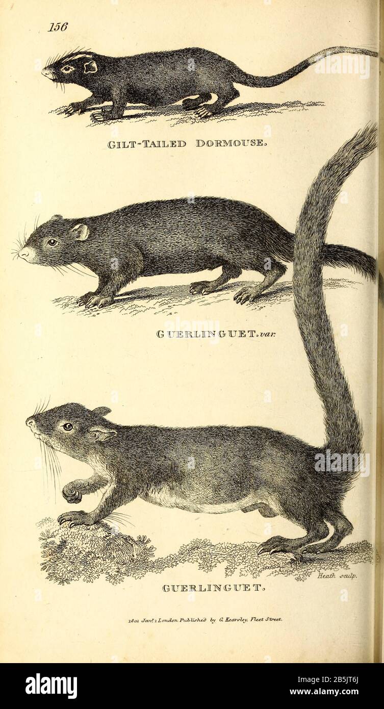 Dormouse from General zoology, or, Systematic natural history Vol 2 Mammalia, by Shaw, George, 1751-1813; Stephens, James Francis, 1792-1853; Heath, Charles, 1785-1848, engraver; Griffith, Mrs., engraver; Chappelow. Copperplate Printed in London in 1801 by G. Kearsley Stock Photo