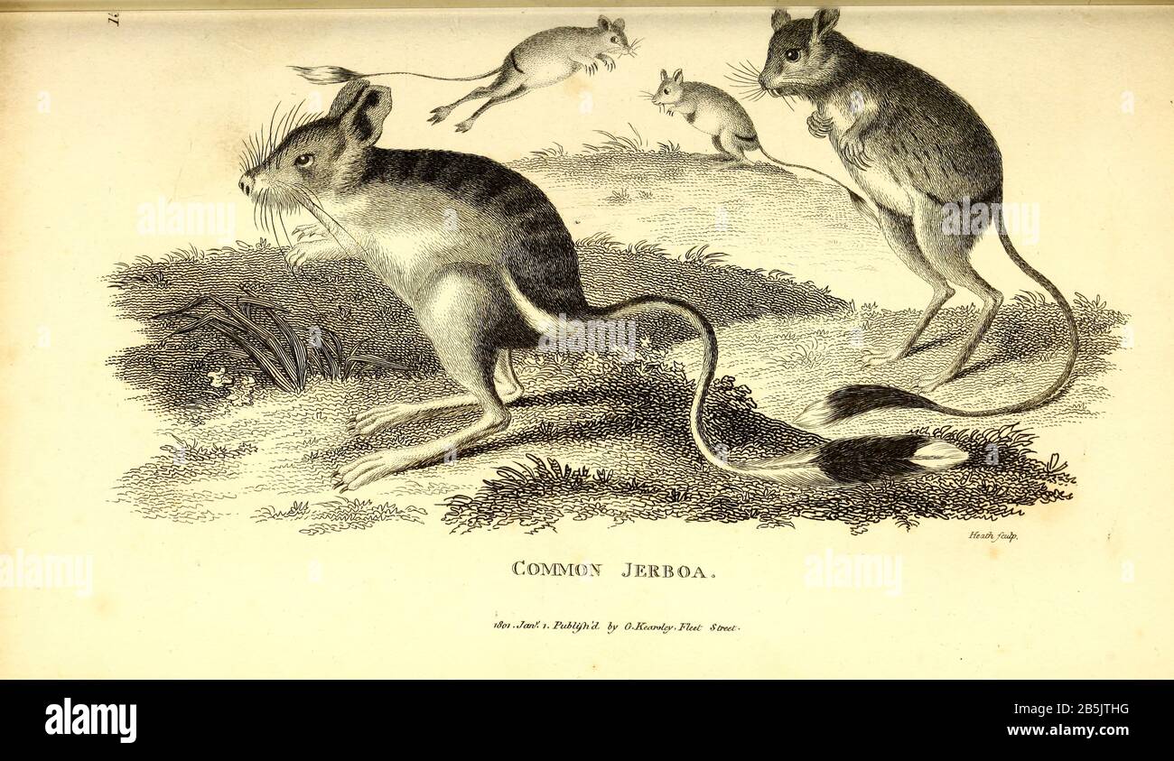 jerboa from General zoology, or, Systematic natural history Vol 2 Mammalia, by Shaw, George, 1751-1813; Stephens, James Francis, 1792-1853; Heath, Charles, 1785-1848, engraver; Griffith, Mrs., engraver; Chappelow. Copperplate Printed in London in 1801 by G. Kearsley Stock Photo