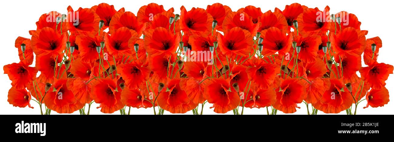 Red poppies isolated on white background Stock Photo - Alamy