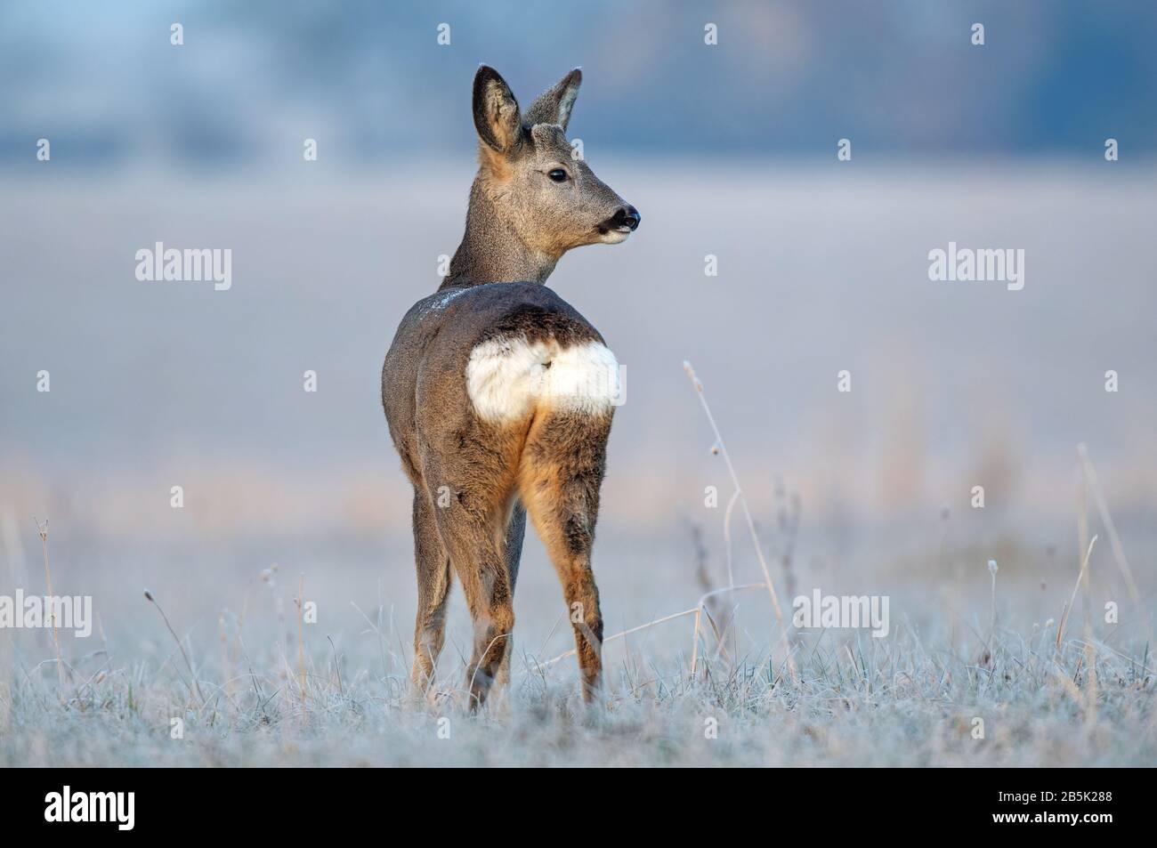 Wild female roe deer, standing in a frost covered field during winter season Stock Photo