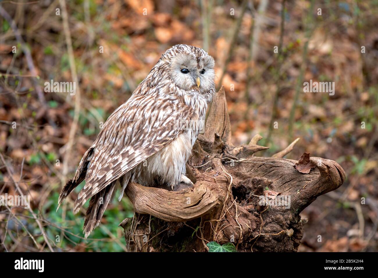 Ural Owl (Strix Uralensis) standing on a tree stump in forest Stock Photo