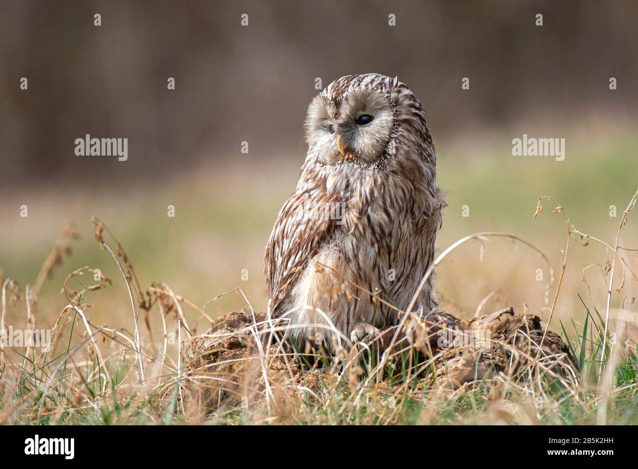 Ural Owl (Strix Uralensis) standing on a tree stump in a forest clearing Stock Photo
