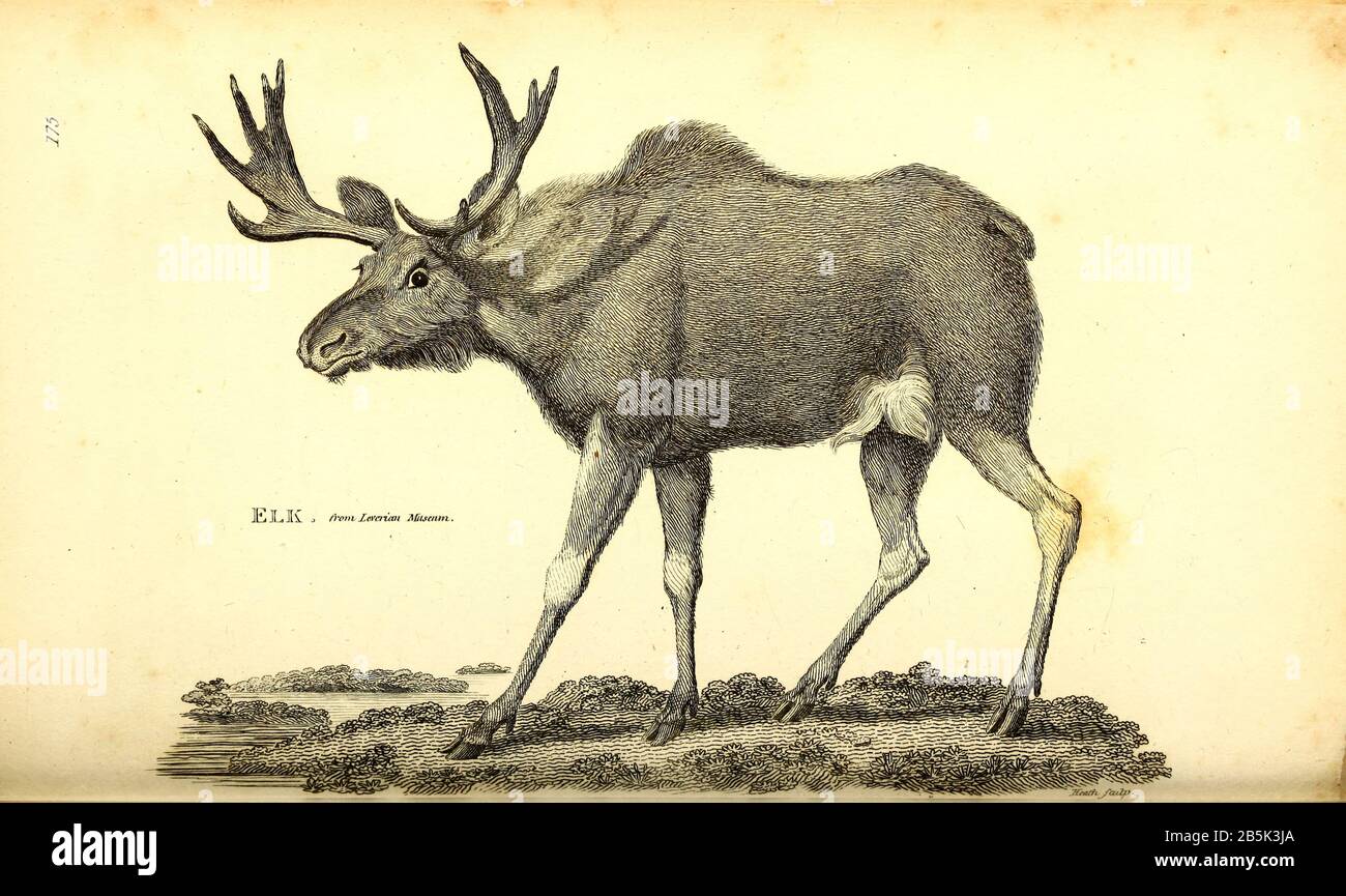 Elk from General zoology, or, Systematic natural history Vol II Part 2 Mammalia, by Shaw, George, 1751-1813; Stephens, James Francis, 1792-1853; Heath, Charles, 1785-1848, engraver; Griffith, Mrs., engraver; Chappelow. Copperplate Printed in London in 1801 by G. Kearsley Stock Photo