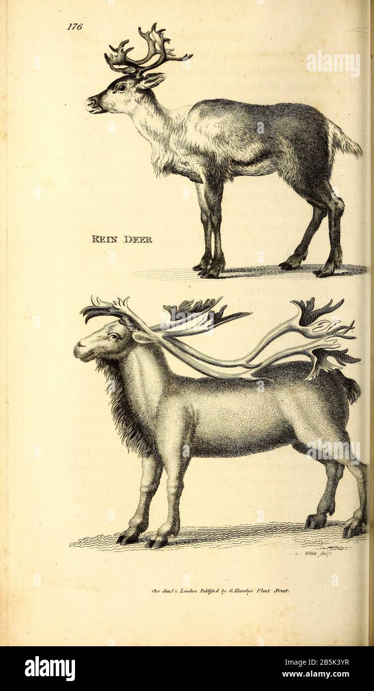 Rein Deer from General zoology, or, Systematic natural history Vol II Part 2 Mammalia, by Shaw, George, 1751-1813; Stephens, James Francis, 1792-1853; Heath, Charles, 1785-1848, engraver; Griffith, Mrs., engraver; Chappelow. Copperplate Printed in London in 1801 by G. Kearsley Stock Photo