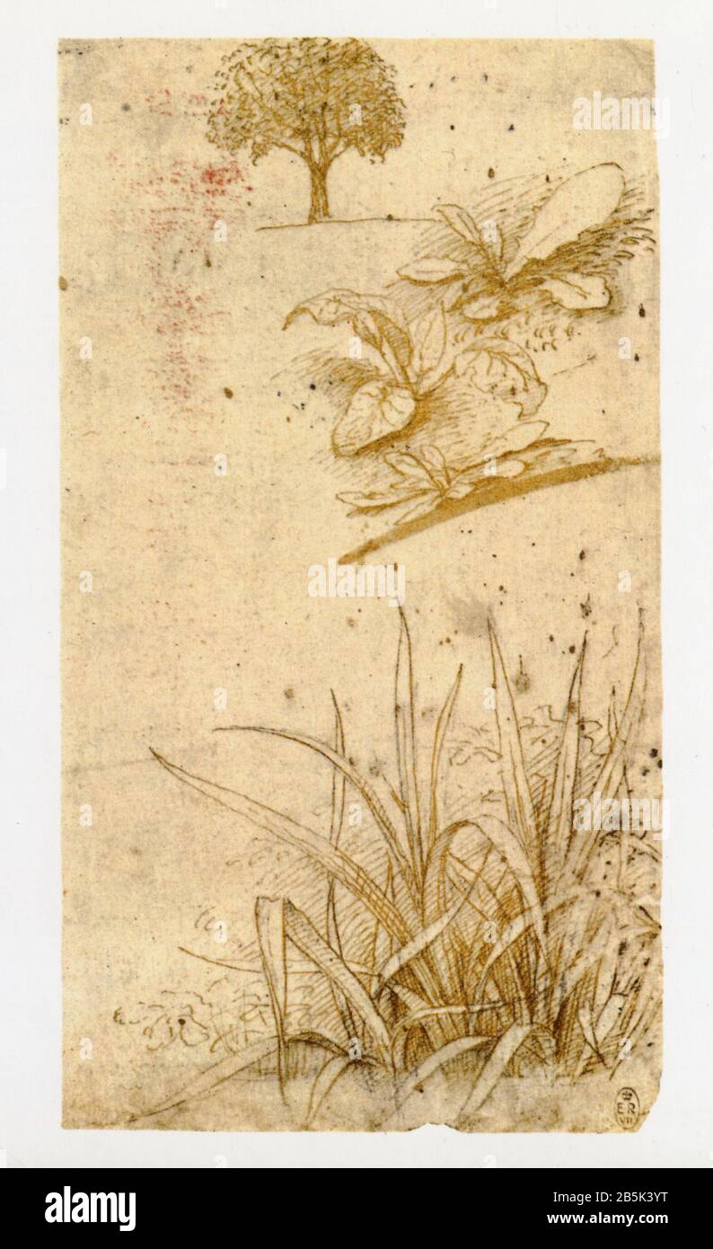 Leonardo da Vinci.Study of reeds.1508 Stock Photo Alamy