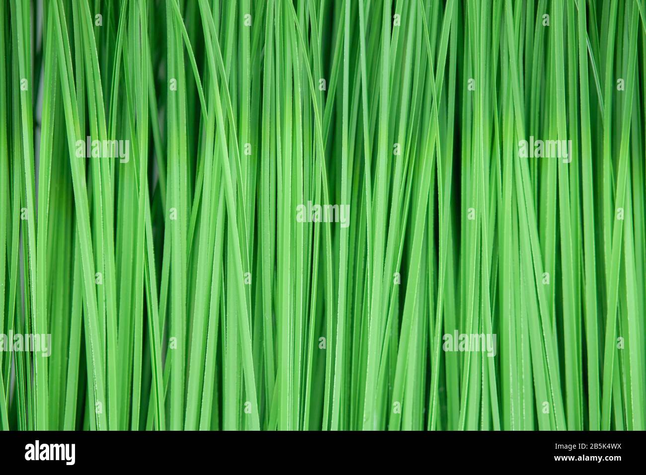 Artificial green grass as texture and background. Close up. Stock Photo