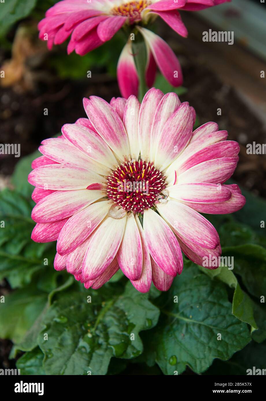 Pink and white daisy flower closeup of this summer plant in bloom.  Outer edges are dark pink with the center of is cream to white colored. Stock Photo