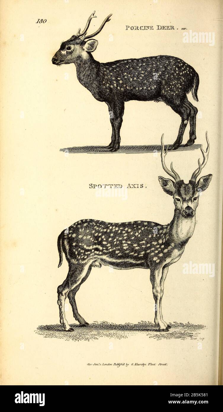 Deer from General zoology, or, Systematic natural history Vol II Part 2 Mammalia, by Shaw, George, 1751-1813; Stephens, James Francis, 1792-1853; Heath, Charles, 1785-1848, engraver; Griffith, Mrs., engraver; Chappelow. Copperplate Printed in London in 1801 by G. Kearsley Stock Photo