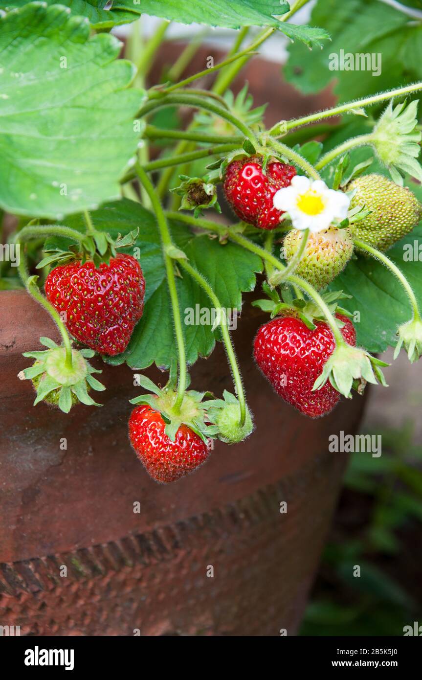 Strawberries in clay pot growing and ready to be picked. Summer berries