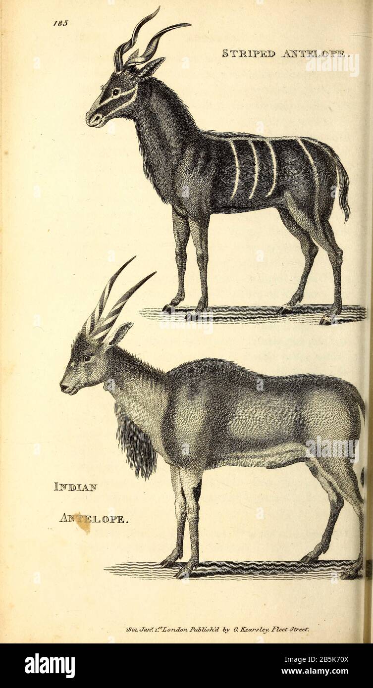 Antelope Taxonomy High Resolution Stock Photography and Images - Alamy