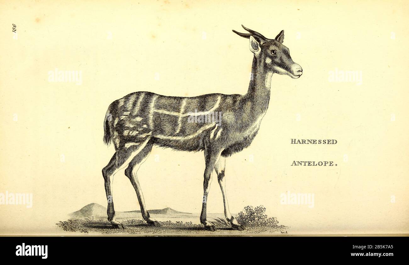 Antelopes from General zoology, or, Systematic natural history Vol II Part 2 Mammalia, by Shaw, George, 1751-1813; Stephens, James Francis, 1792-1853; Heath, Charles, 1785-1848, engraver; Griffith, Mrs., engraver; Chappelow. Copperplate Printed in London in 1801 by G. Kearsley Stock Photo