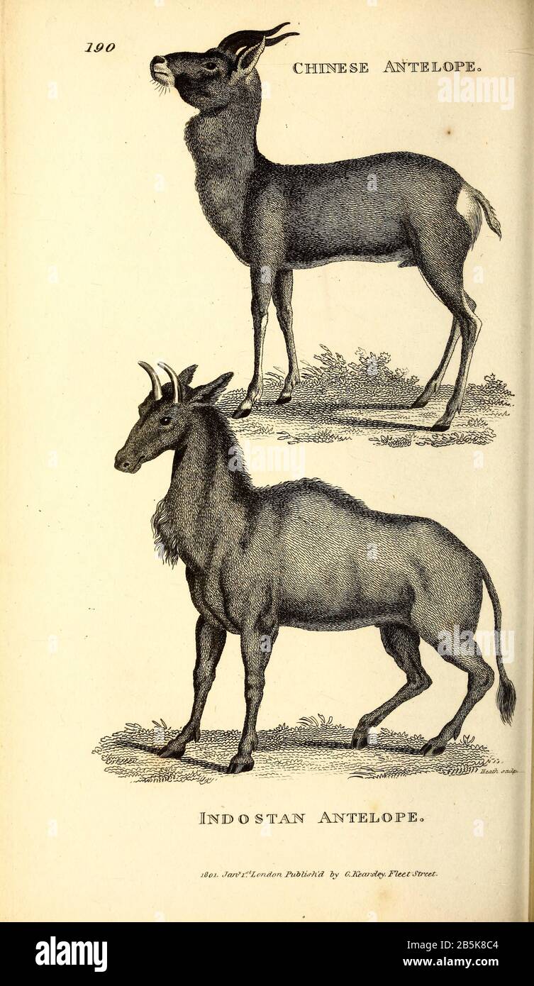 Antelope taxonomy hi-res stock photography and images - Alamy