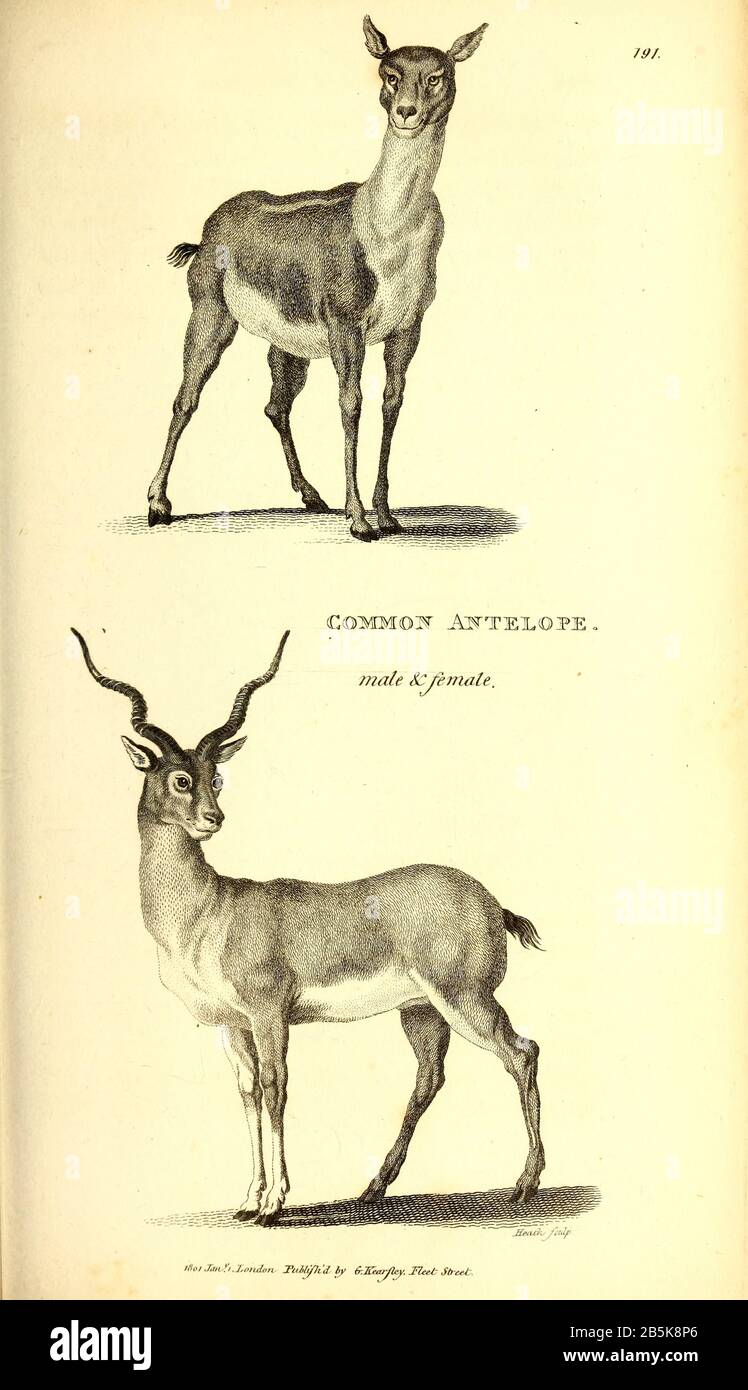 Antelopes from General zoology, or, Systematic natural history Vol II Part 2 Mammalia, by Shaw, George, 1751-1813; Stephens, James Francis, 1792-1853; Heath, Charles, 1785-1848, engraver; Griffith, Mrs., engraver; Chappelow. Copperplate Printed in London in 1801 by G. Kearsley Stock Photo