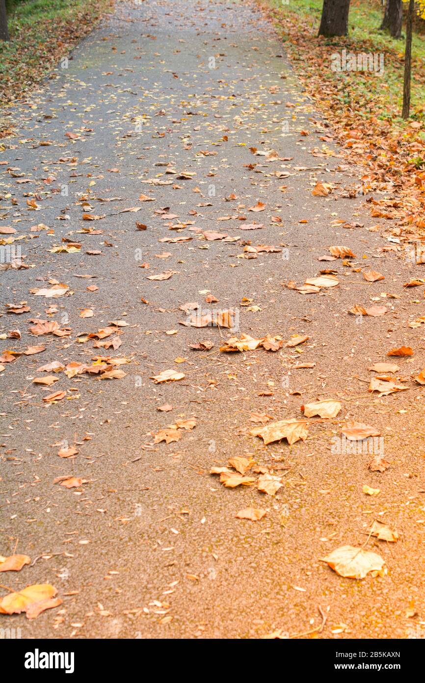 Beautiful dry leaves as an autumn background texture Stock Photo - Alamy