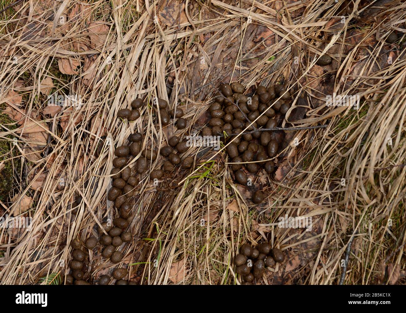 Hirschkot Riesengebirge Niederschlesien Polen Stock Photo Alamy
