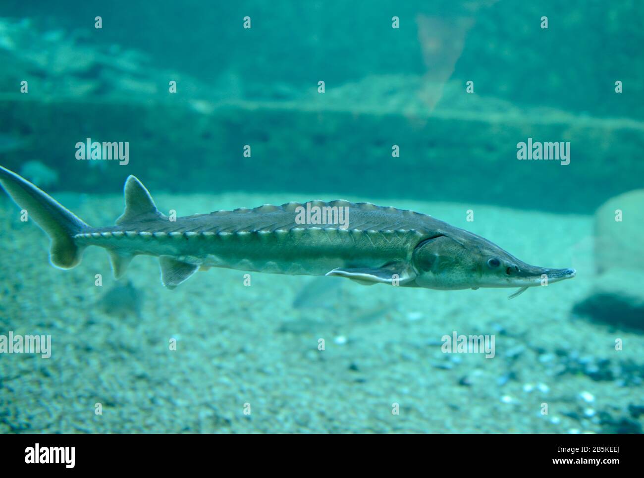 Europaeischer Stoer (Acipenser sturio), Aquarium, Zoo, Breslau, Niederschlesien, Polen Stock Photo