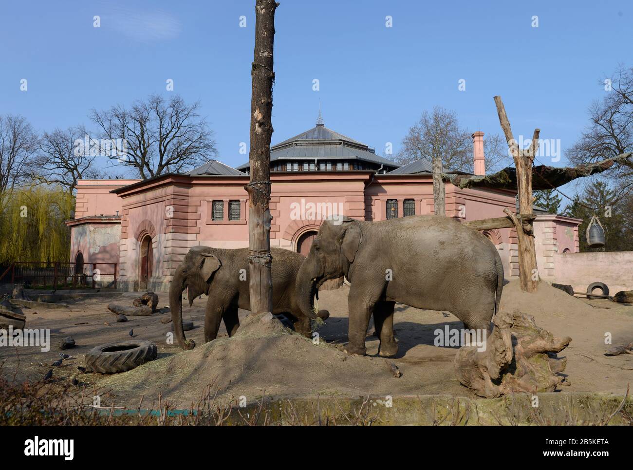 Asiatischer Elefant (Elephas maximus), Zoo, Breslau, Niederschlesien, Polen Stock Photo