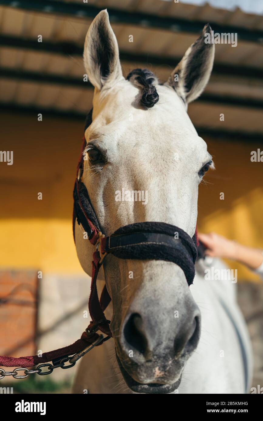White horse equestrian portratit, equine world Stock Photo Alamy