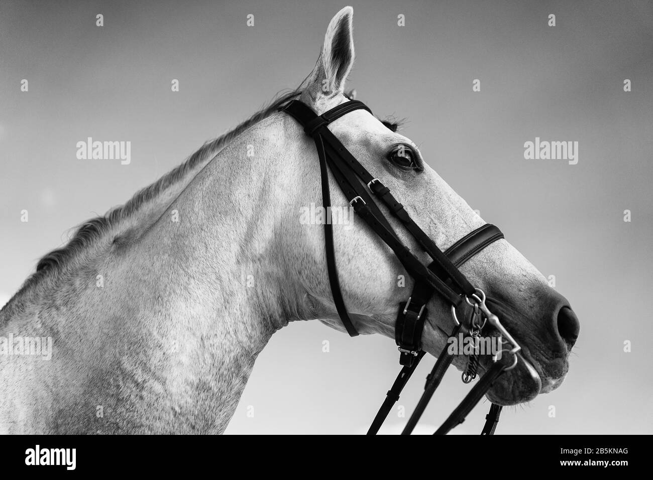 Black and white horse equestrian portratit, equine world. Stock Photo