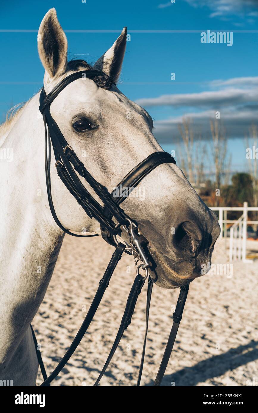 White horse equestrian portratit, equine world Stock Photo Alamy