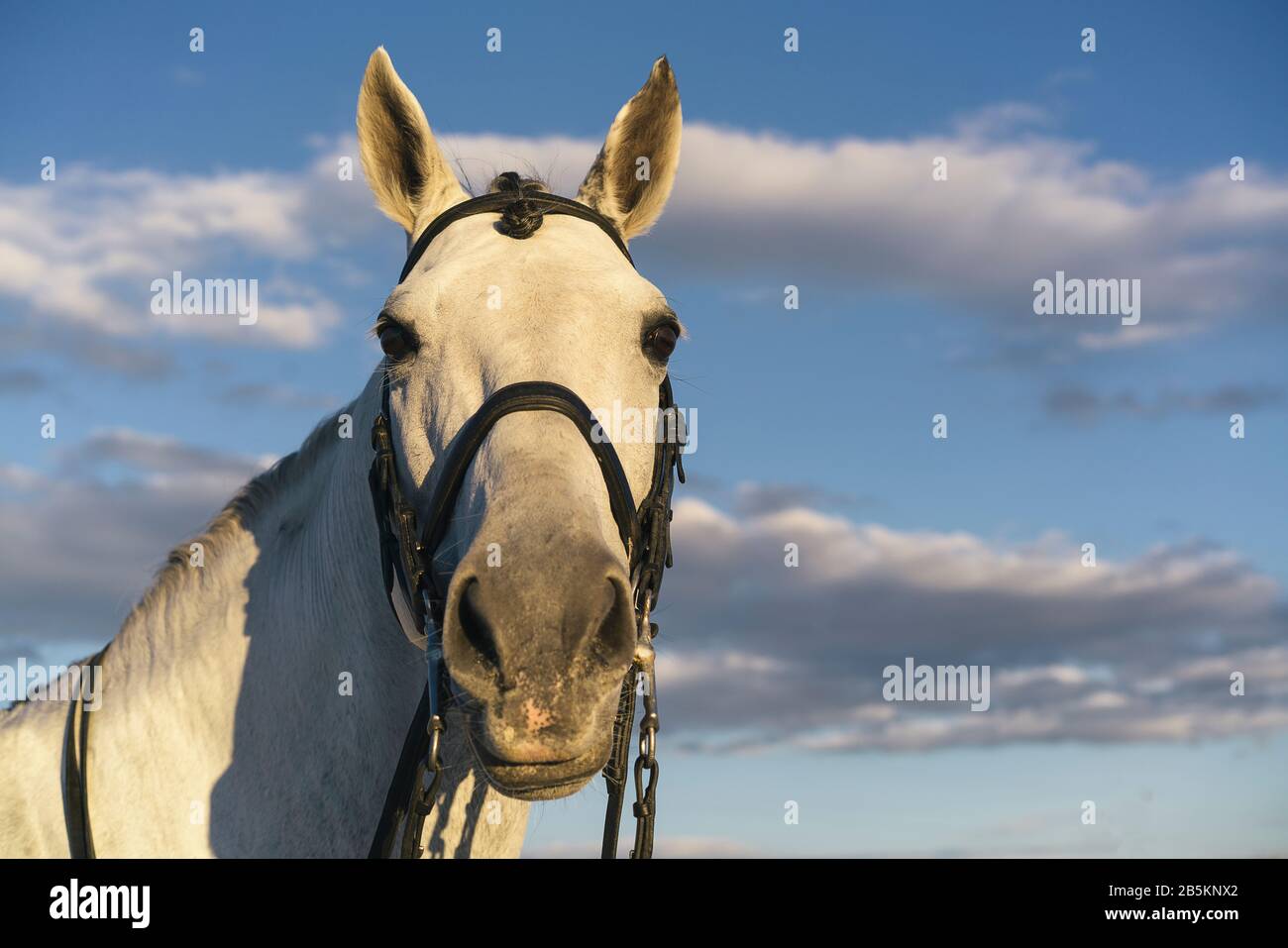 White horse equestrian portratit, equine world Stock Photo Alamy