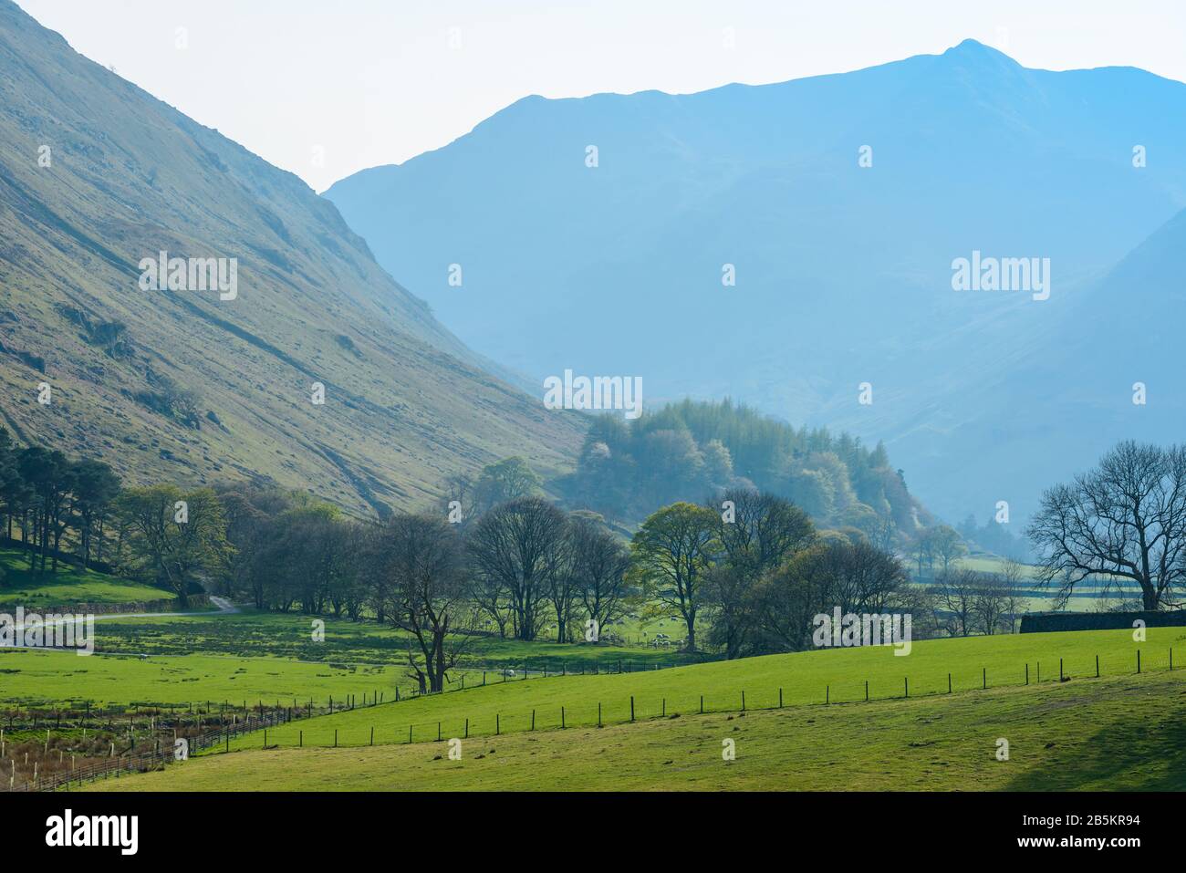 Sheep grazing on bright green grass during lambing season on the lower slopes of Birkhouse Moor near Glenridding, Lake District, Cumbria, UK, in April. Stock Photo