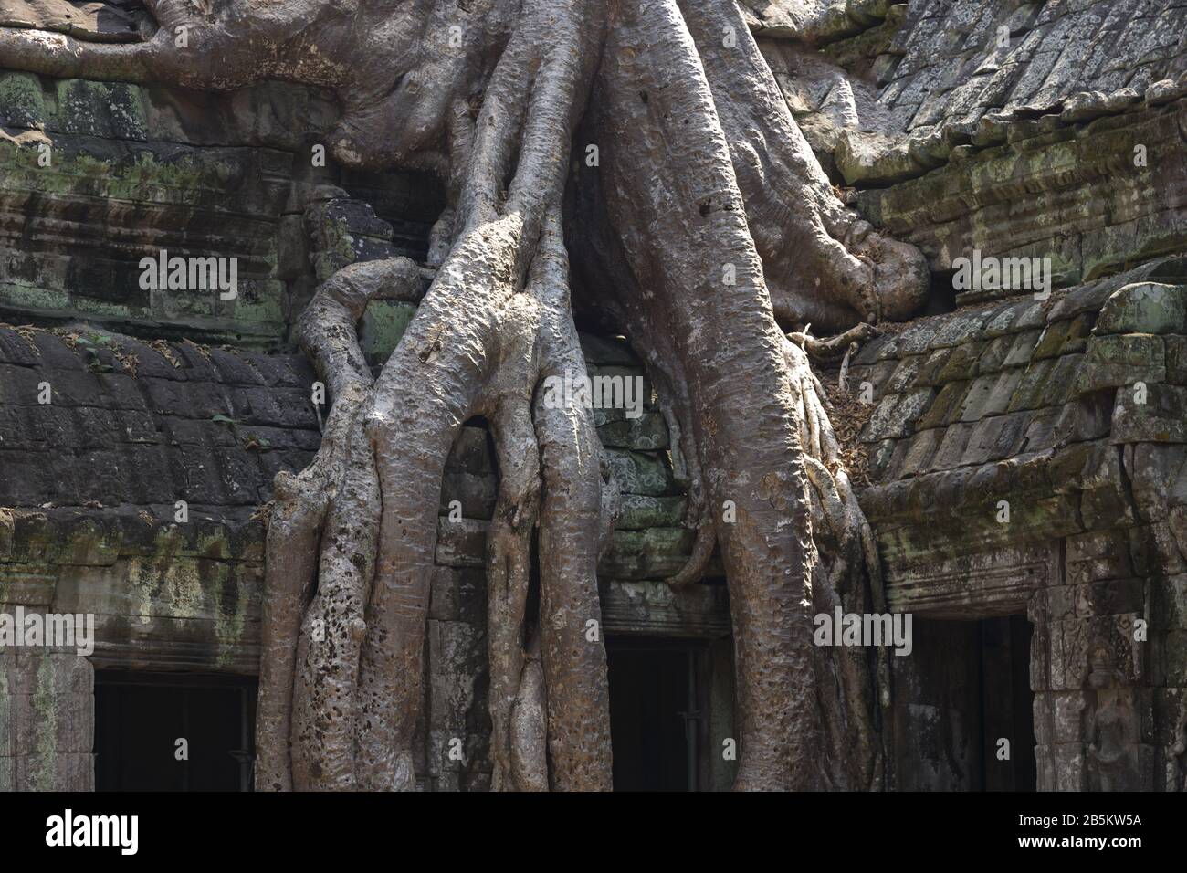 Massive Tree Roots growing from Ancient Ta Prohm Khmer Temple Ruins, Tomb Raider movie filming site. Angkor Wat Buddhist Complex, Siem Reap, Cambodia Stock Photo