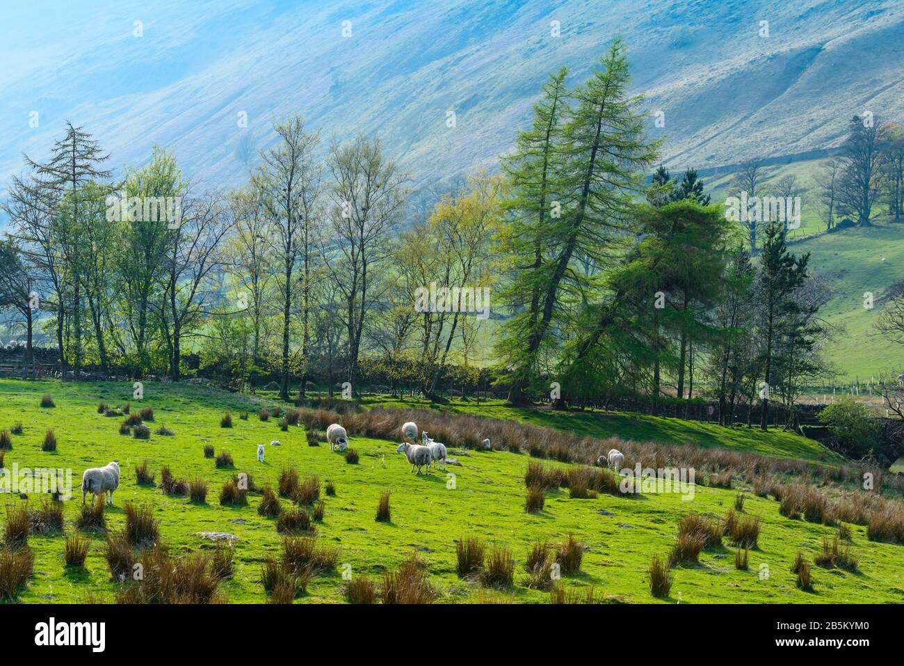 Sheep grazing on bright green grass during lambing season on the lower slopes of Birkhouse Moor near Patterdale, Lake District, Cumbria, UK, in April. Stock Photo
