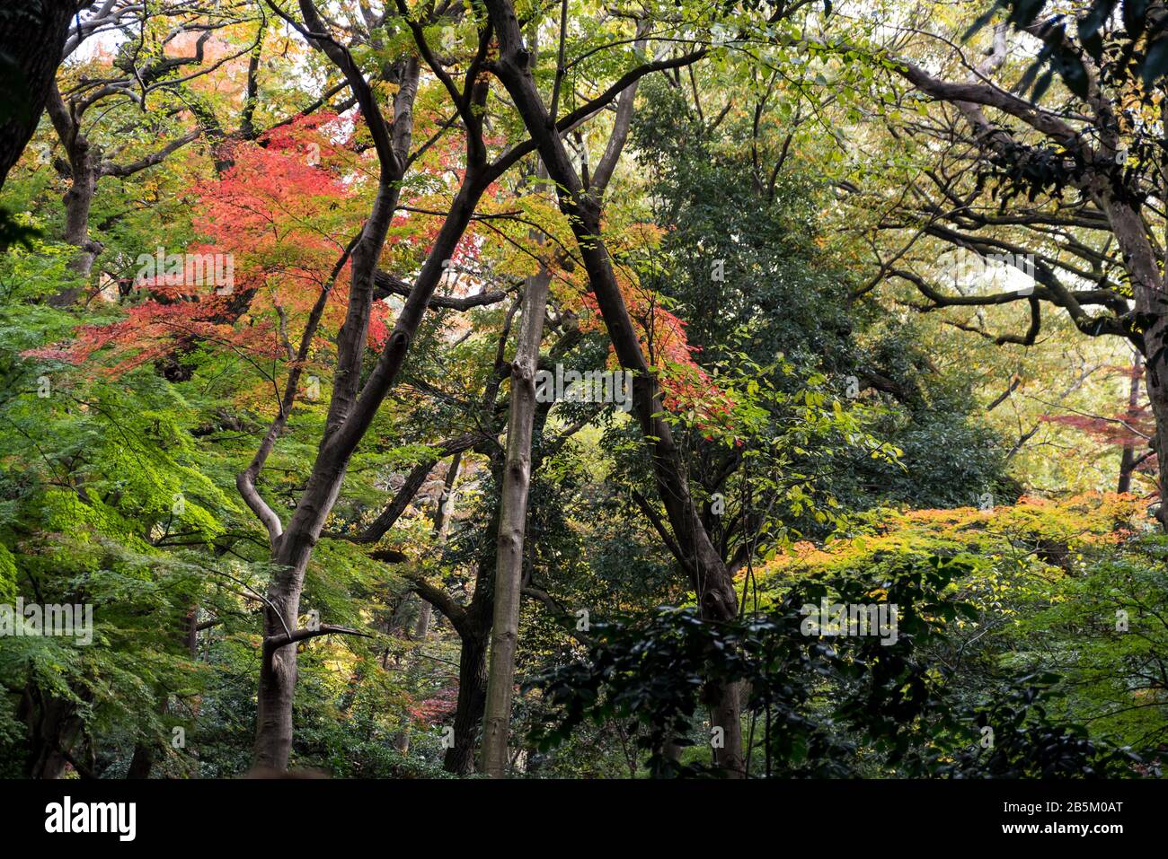 Trees showing autumn leaves and colours, Tokyo, Japan Stock Photo