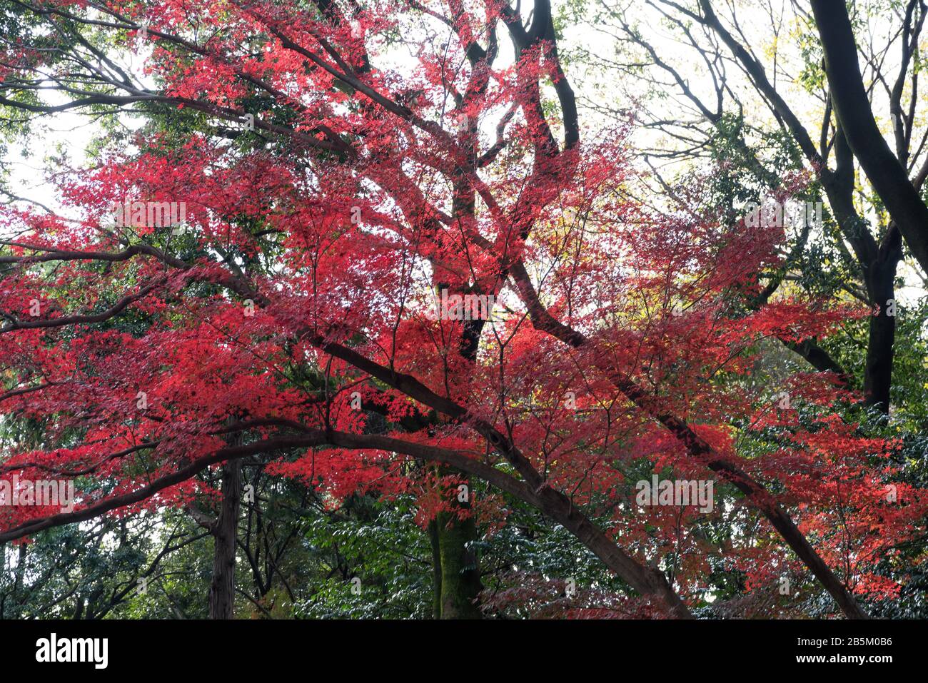 Large maple tree yellow leaves hi-res stock photography and images - Alamy