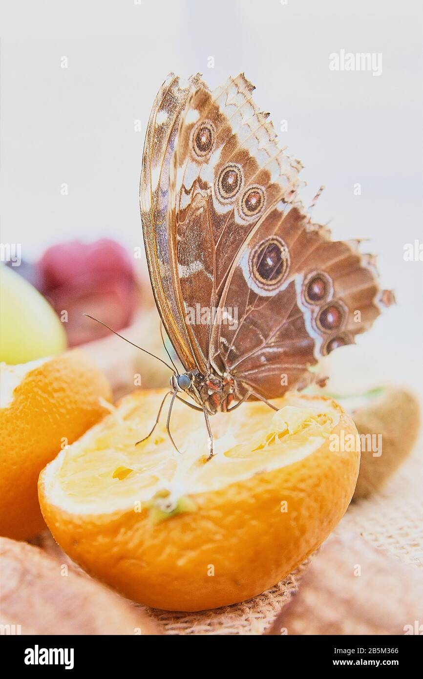 Tropical butterfly feeding from fruit Stock Photo Alamy
