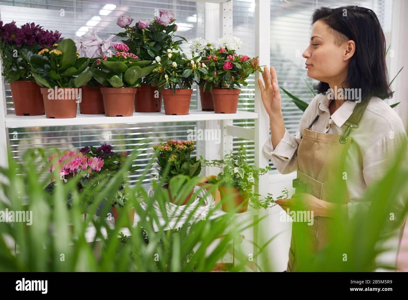 Potted plants on display hi-res stock photography and images - Alamy