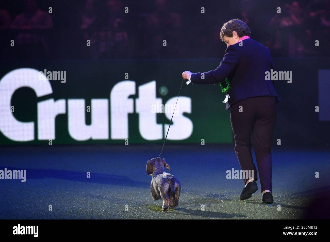 Maisie the Wire-haired Dachshund winner of Best in Show 2020 at the Birmingham National with her owner Kim McCalmont at the Exhibition Centre (NEC) during the Crufts Dog Show. Stock Photo