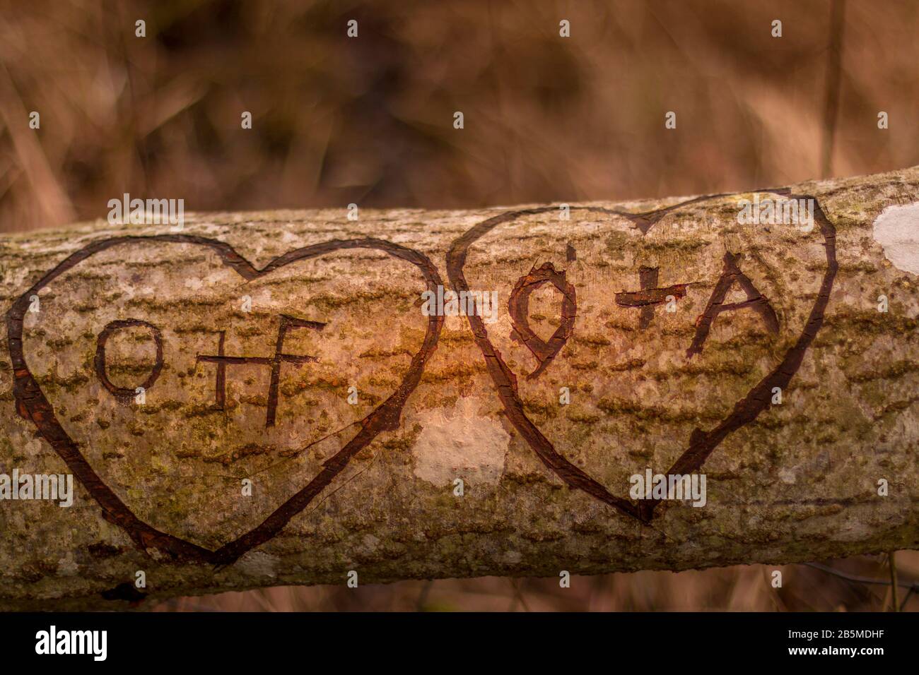 Intials and heart carved in tree with blured background Stock Photo