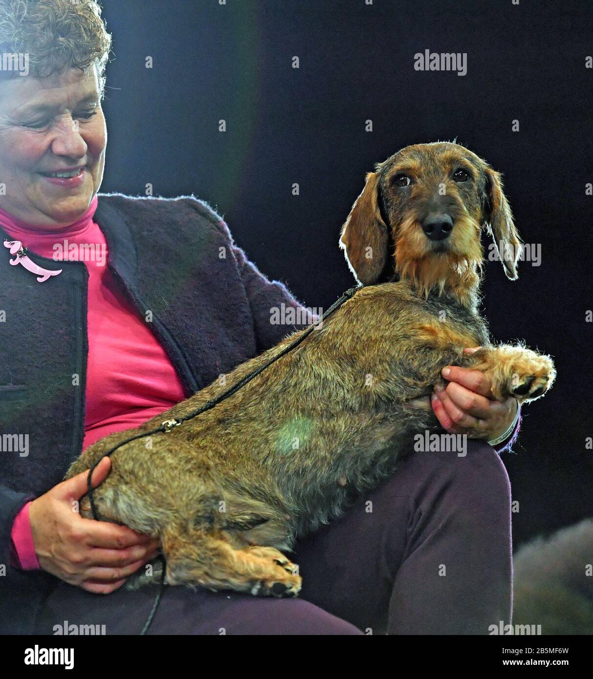 Dachshund best store in show