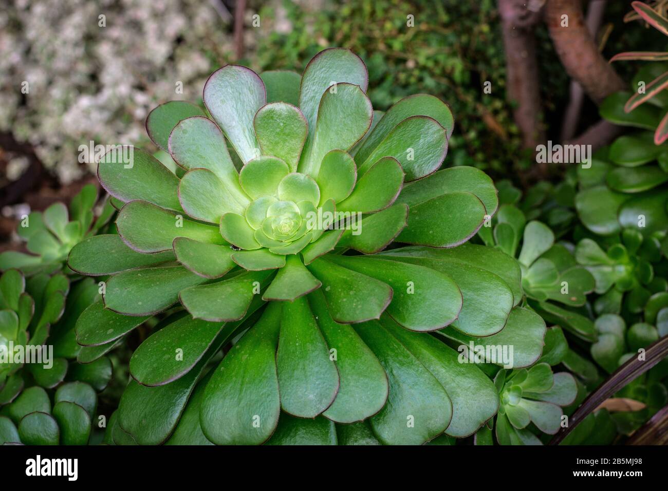 Aeonium 'Blushing Beauty', a succulent with tight rosettes of glossy, light green, spoon-shaped leaves Stock Photo